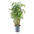 Polyscias Hawaiiana Ming – Fiederaralie – Immergrüne Zimmerpflanze – Elegante Grünpflanze für Wohnzimmer & Büro – ↕90cm – Ø24cm – Plant