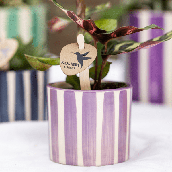 Ziertopf Painted Stripe – Flieder – Ø6cm – Pflanzentopf aus Keramik – Dekotopf mit Streifenmuster – Plant