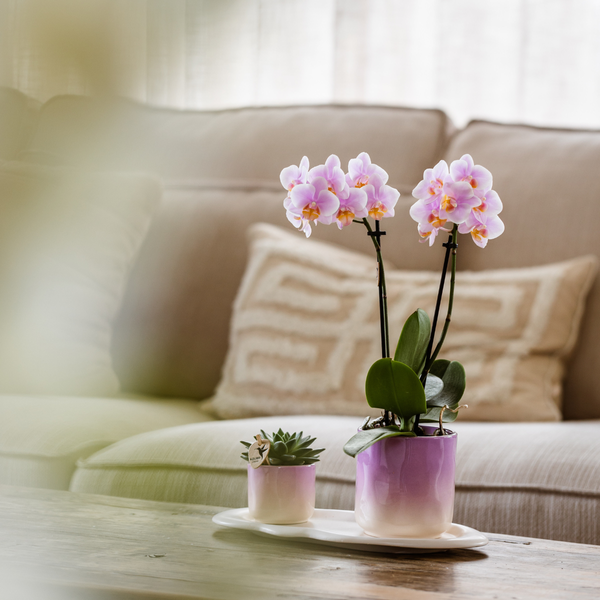 Rosa Orchidee Phalaenopsis Andorra & Sukkulente im Keramik – Topf inkl. Tablett – Pflanzenset Valentine Gradience Pink – Plant