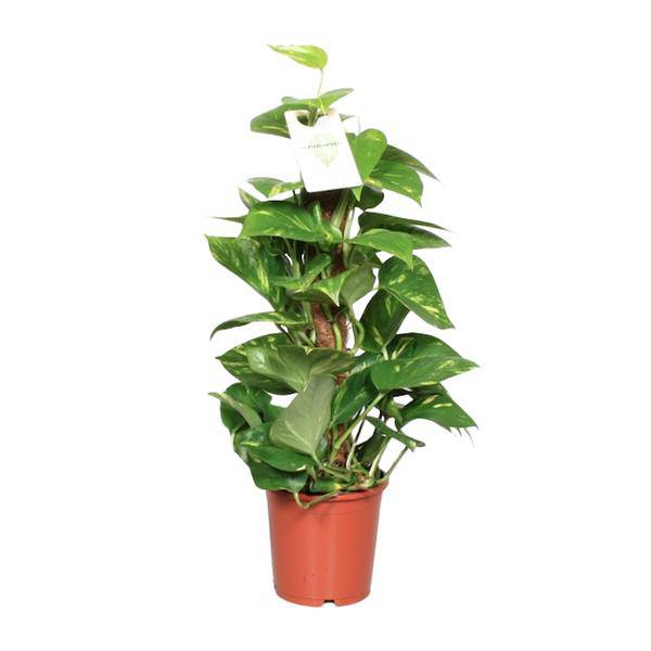 Efeutute Epipremnum Scindapsus Pinnatum – Goldene Efeutute am Moosstock – Zimmerpflanze Ø15cm ↕60cm – Herzförmige Blätter – Plant