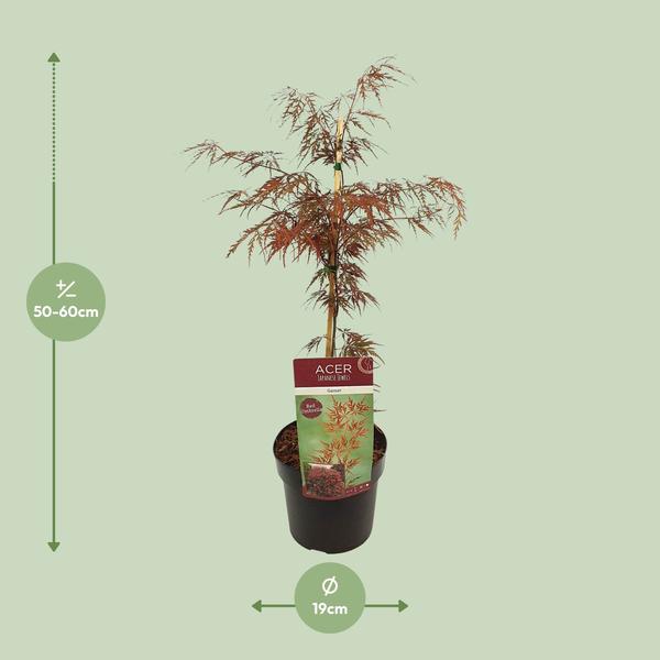 Fächerahorn Acer palmatum 'Granat' Gartenpflanze Ø19cm ↕40cm – winterharte Pflanze für Garten, Balkon, Terrasse, Kübel & Beet online kaufen – Plant