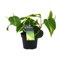Baumfreund – Philodendron Brasil Scandens – Zimmerpflanze – Ø12cm – ca. 20cm hoch – pflegeleichte Kletterpflanze für Wohnung, Büro & Innenräume – Plant
