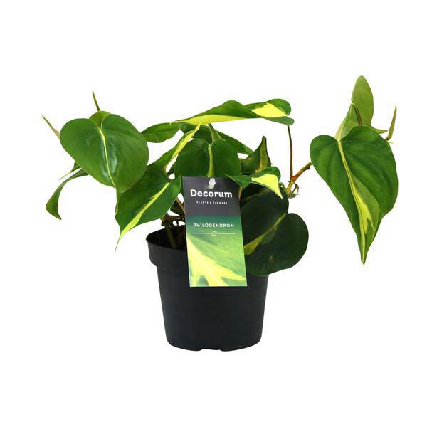Baumfreund – Philodendron Brasil Scandens – Zimmerpflanze – Ø12cm – ca. 20cm hoch – pflegeleichte Kletterpflanze für Wohnung, Büro & Innenräume – Plant