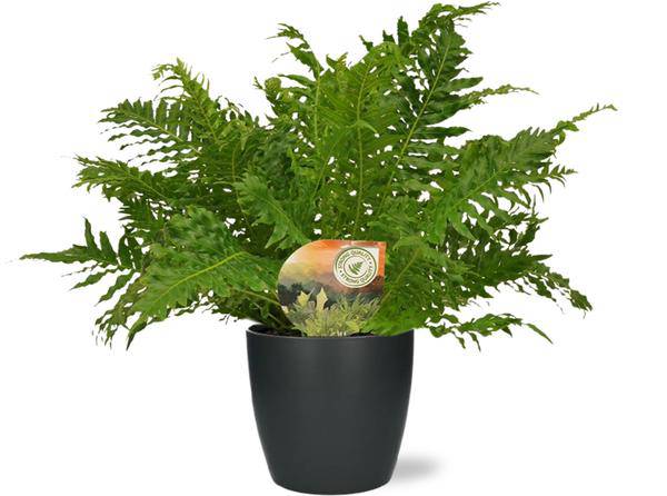 Rippenfarn – Blechnum Silver Lady – Zimmerpflanze – Ø17cm – ↕50cm inkl. Übertopf – Plant