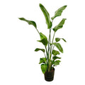 Strelitzia Nicolai – Baum – Strelitzie – Zimmerpflanze ca. 180cm – Ø30cm – inkl. Pflanzgefäß Greenville Schwarz – Weißer Paradiesvogel – Plant