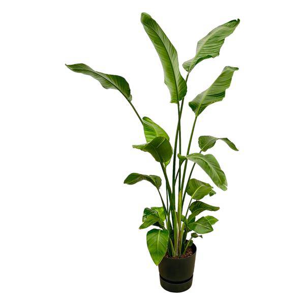 Strelitzia Nicolai – Baum – Strelitzie – Zimmerpflanze ca. 180cm – Ø30cm – inkl. Pflanzgefäß Greenville Schwarz – Weißer Paradiesvogel – Plant