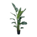 Baum – Strelitzie – Strelitzia Nicolai – Zimmerpflanze 210cm – Ø27cm – Weißer Paradiesvogel mit großen grünen Blättern – Plant