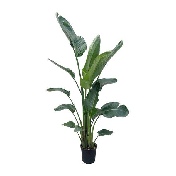 Baum – Strelitzie – Strelitzia Nicolai – Zimmerpflanze 210cm – Ø27cm – Weißer Paradiesvogel mit großen grünen Blättern – Plant