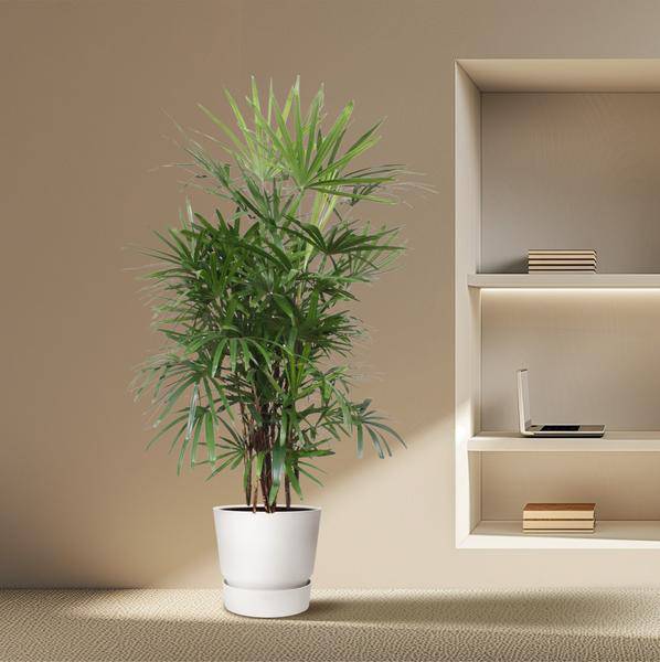 Steckenpalme – Rhapis Excelsa – Zimmerpflanze 190cm – Ø34cm – Pflegeleichte Damenpalme für Wohnzimmer, Büro & Wintergarten – Luftreinigende Palme – Plant