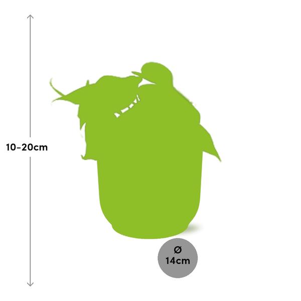 Philodendron Scandens – Baumfreund – Zimmerpflanze inkl. Ziertopf Vibes Fold Rosa Ø14cm – Herzförmige Blätter – Pflegeleicht & luftreinigend – Plant