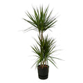 Dracaena Marginata – Drachenbaum – Zimmerpflanze ca. 120cm – Ø21cm – inkl. Pflanzgefäß Greenville Schwarz D24xH23 – Plant