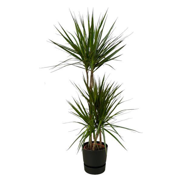 Dracaena Marginata – Drachenbaum – Zimmerpflanze ca. 120cm – Ø21cm – inkl. Pflanzgefäß Greenville Schwarz D24xH23 – Plant
