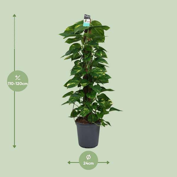 Efeutute Scindapsus Epipremnum – Ø24cm – ↕120cm – Pflegeleichte Rankpflanze & luftreinigende Zimmerpflanze – Plant