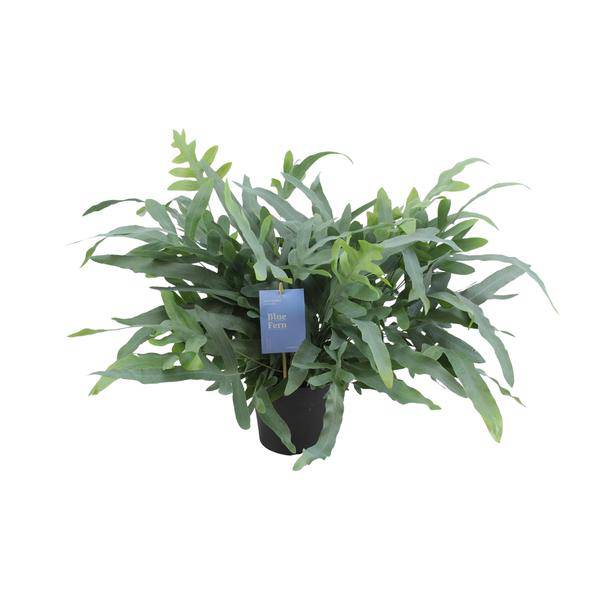 Blauer Tüpfelfarn – Phlebodium Aureum Blue Star – Zimmerpflanze – Ø17cm – ↕50cm – Tropischer Farn mit blaugrünem Blattwerk – Plant