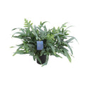 Blauer Tüpfelfarn – Phlebodium Aureum Blue Star – Zimmerpflanze – Ø17cm – ↕50cm – Tropischer Farn mit blaugrünem Blattwerk – Plant