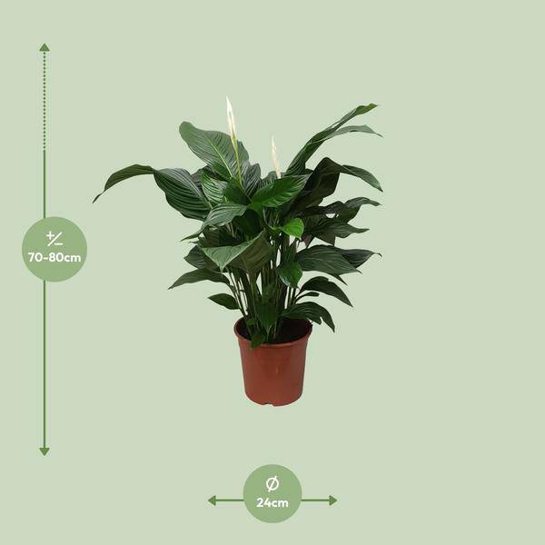 Einblatt Spathiphyllum Sweet Silvana Zimmerpflanze Ø24cm ↕80cm – pflegeleichte Grünpflanze für Wohnzimmer, Büro & helle Standorte kaufen – Plant