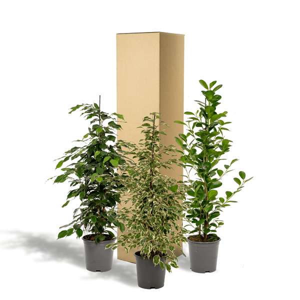 Pflanzenset Ficus Benjamina Danielle + Twilight + Microcarpa Moclame – Zimmerpflanzen – je Ø21cm – ca. 95cm Höhe – Luftreinigende grüne Schönheiten für helle Innenräume – Plant