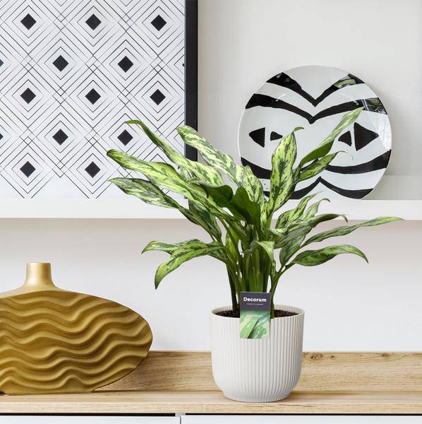 Aglaonema Juliette – Kolbenfaden – Zimmerpflanze – Tropische Blattschmuckpflanze – Pflegeleicht – Exotische Dekopflanze – ↕40cm – Ø12cm