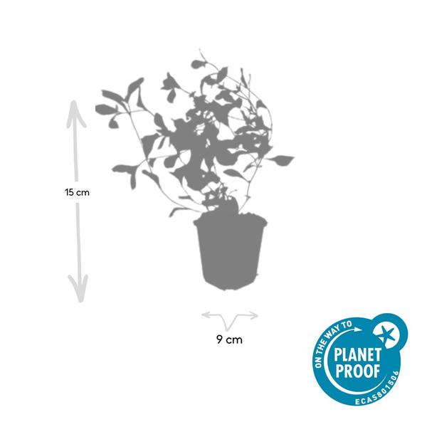 Kriechende Hornnarbe Ceratostigma plumbaginoides – ↕10-25cm – Ø9cm – Bodendecker – Winterhart & pflegeleicht – Sonne & Halbschatten – Plant