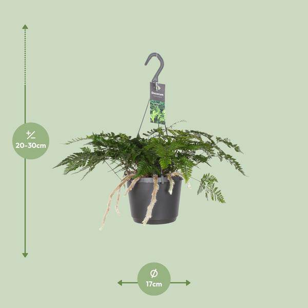 Tarantelfarn – Humata Tyermannii – Bärenfußfarn – Ø17cm ↕20-30cm – Zimmerpflanze – Pflegeleicht – Halbschatten – Luftreinigend – Plant