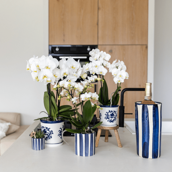 Pflanzset Phalaenopsis Orchidee Amabilis Weiß & Sukkulente Crassula Hobbit – Im blauen Painted Stripe Keramiktopf Ø9cm + Ø6cm – Plant
