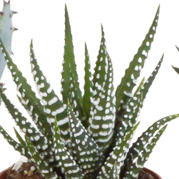 Sukkulenten Mix Gasteria & Haworthia – 5 Pflanzen – Ø5,5cm Zimmerpflanzen im weißen Topf – Verschiedene Mini – Sukkulenten – Plant