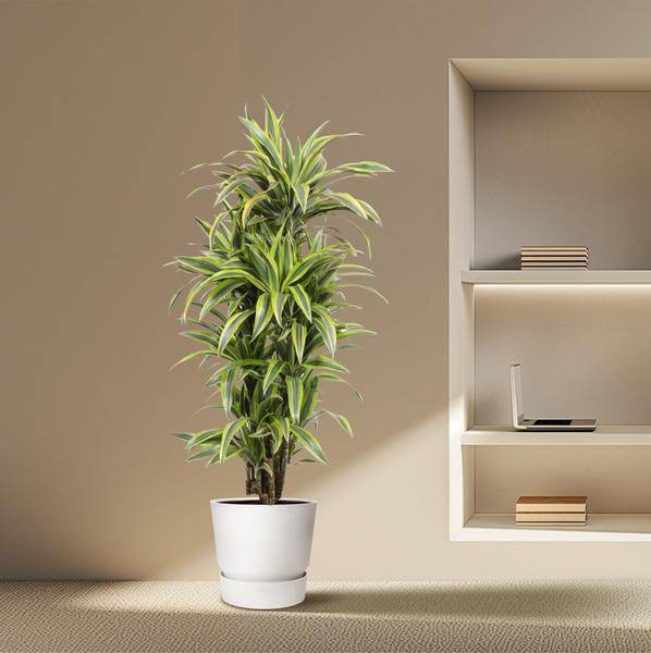 Drachenbaum Dracaena Lemon Lime – 150cm hoch – Ø30cm – Auffällige Zimmerpflanze mit gelbgrünem Blattwerk – Pflegeleicht & robust – für Zimmer & Büro – Plant