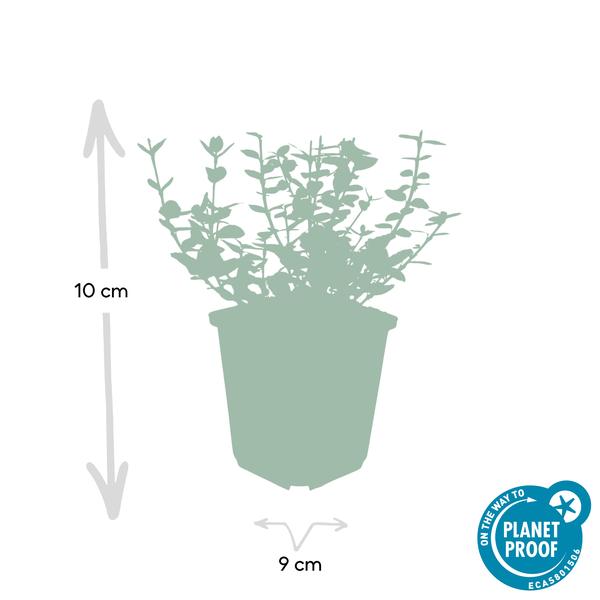 Kletter – Spindelstrauch Euonymus fortunei 'Emerald 'n Gaiety' – ↕10-25cm – Ø9cm – Winterhart & pflegeleicht – Plant
