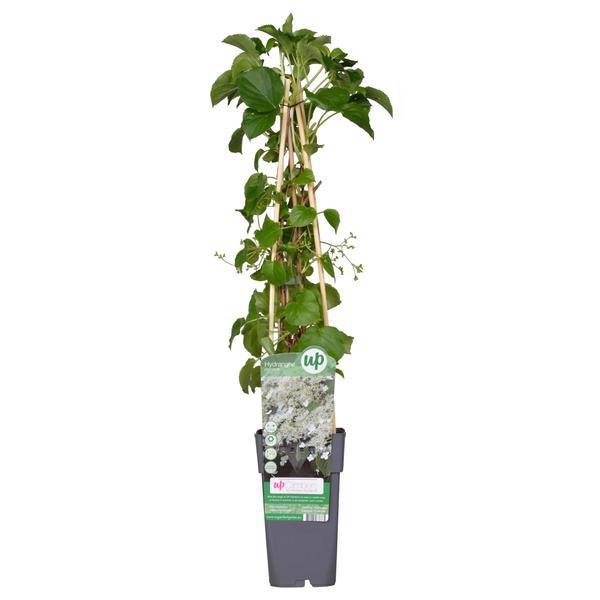 Kletter – Hortensie – Hydrangea petiolaris – Ø15cm – ca. 65cm hoch – Winterharte & pflegeleichte Kletterpflanze mit weißen Blüten – Plant