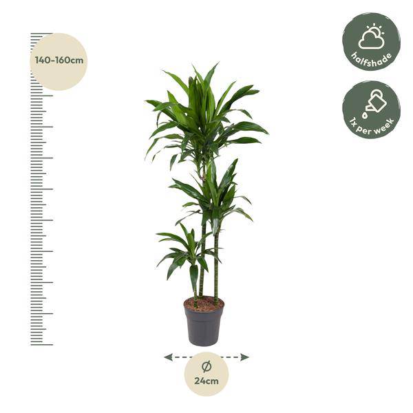 Drachenbaum Zimmerpflanze Ø24cm ↕150cm – pflegeleichte Grünpflanze für Wohnzimmer, Büro & helle Standorte kaufen – Plant