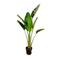 Baum – Strelitzie – Strelitzia Augusta – Weißer Paradiesvogel – Zimmerpflanze – 180cm – Ø30cm – Tropische Grünpflanze für Wohnzimmer und Büro – Plant