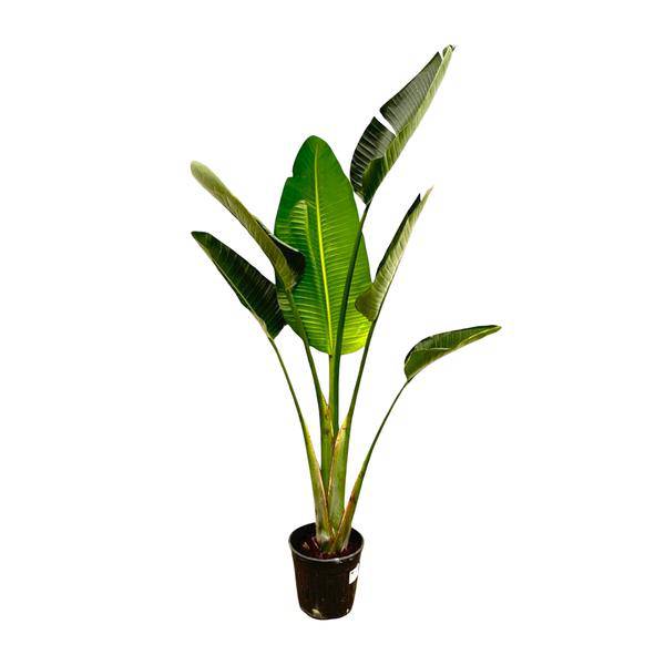 Baum – Strelitzie – Strelitzia Augusta – Weißer Paradiesvogel – Zimmerpflanze – 180cm – Ø30cm – Tropische Grünpflanze für Wohnzimmer und Büro – Plant