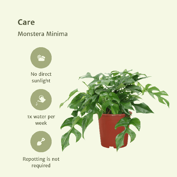 Fensterblatt – Monstera Minima – Zimmerpflanze – Ø15cm – ca. 30cm hoch – 2 Pflanzen – tropische Kletter – und Dekopflanze für Zuhause & Büro – Plant