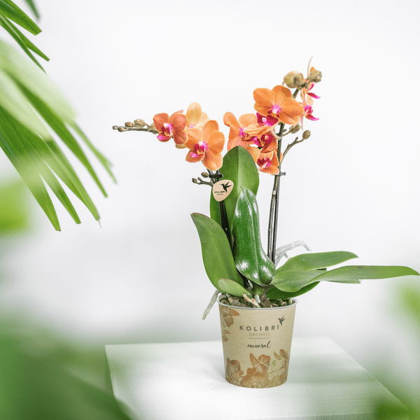 Phalaenopsis Orchideen Bozen Orange – 4 Orchideen – Topfgröße Ø9cm – Zimmerpflanzen Set mit kräftigen Blütenstielen – elegante Orchideen Dekoration – Plant