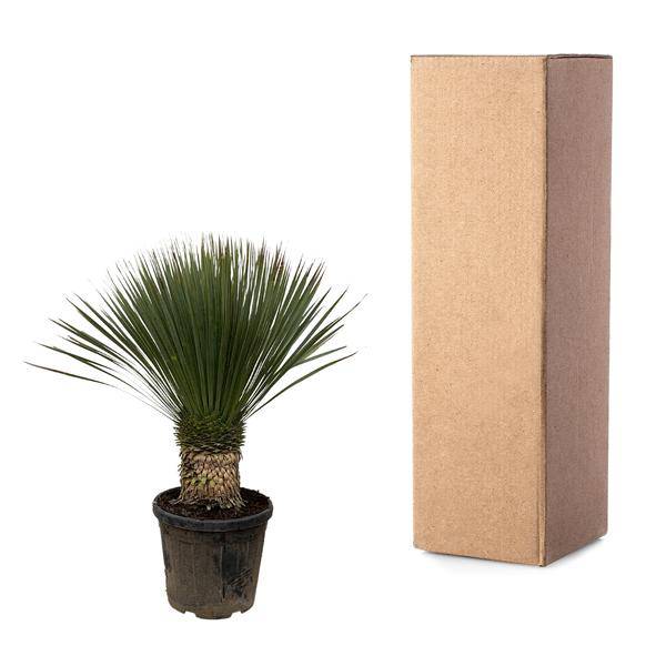 Palmlilie Zimmerpflanze Ø38cm ↕100cm – pflegeleichte Grünpflanze für Wohnzimmer, Büro & helle Standorte kaufen – Plant