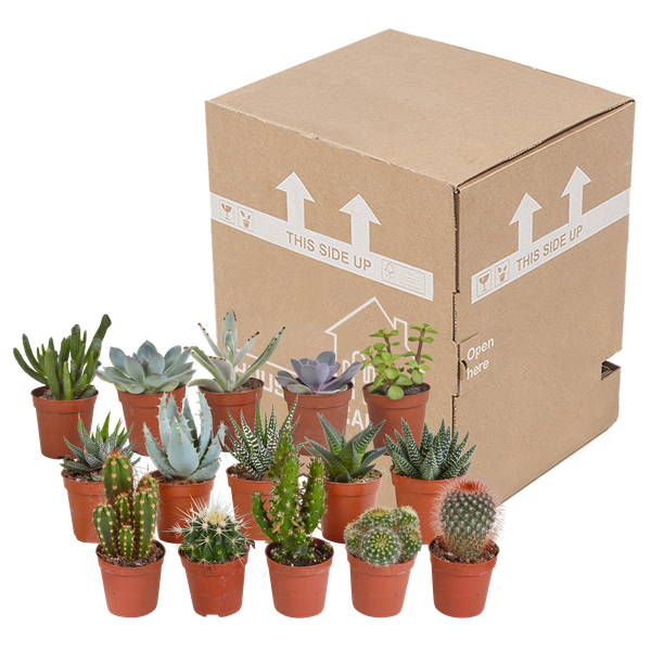 Kakteen und Sukkulenten Mix – 15 Pflanzen – Ø5,5cm Zimmerpflanzen – Verschiedene Arten wie Cereus, Echeveria, Haworthia & Crassula – Plant