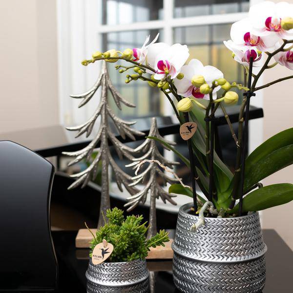 Blumentopf Rille – Gold – Ø6cm – Kleiner Keramik – Ziertopf mit Rillenstruktur – Matte Oberfläche – Für Mini-Pflanzen & Sukkulenten – Plant