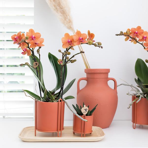 Phalaenopsis Orchidee Zimmerpflanze Ø9cm – blühende Orchidee für Wohnzimmer, Büro & helle Standorte kaufen – Plant