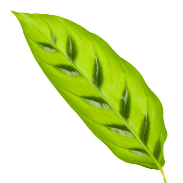 Calathea Leopardina – Leoparden – Korbmarante – Zimmerpflanze – Ø12cm – Höhe ca. 35cm – Exotische Blattschmuckpflanze – Für Wohnzimmer, Bad & Büro – Plant
