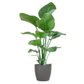 Strelitzia Nicolai – Baum – Strelitzie – Zimmerpflanze – 80cm hoch – Ø21cm – inkl. Übertopf – Paradiesvogelpflanze, tropisches Grün, pflegeleicht – Plant