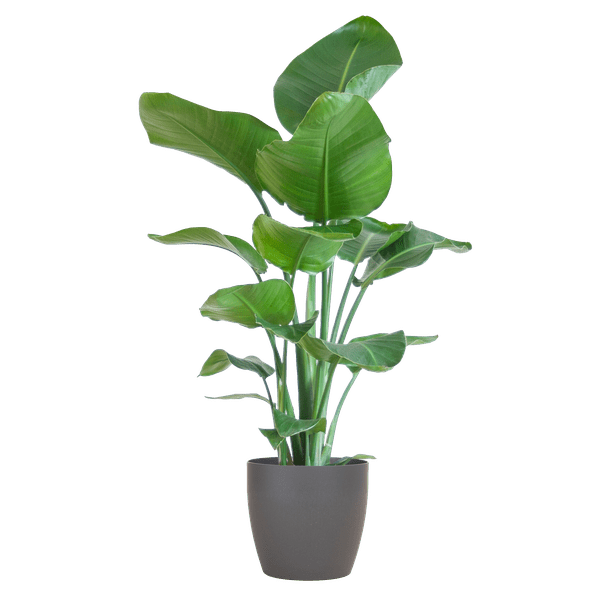 Strelitzia Nicolai – Baum – Strelitzie – Zimmerpflanze – 80cm hoch – Ø21cm – inkl. Übertopf – Paradiesvogelpflanze, tropisches Grün, pflegeleicht – Plant
