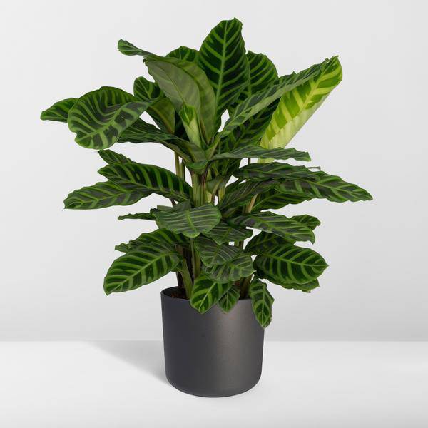 Calathea Zebrina – Pfauenpflanze – Zimmerpflanze – Ø19cm x ↕80cm – Tropische Blattpflanze mit Zebramuster – Luftreinigend & pflegeleicht – Plant