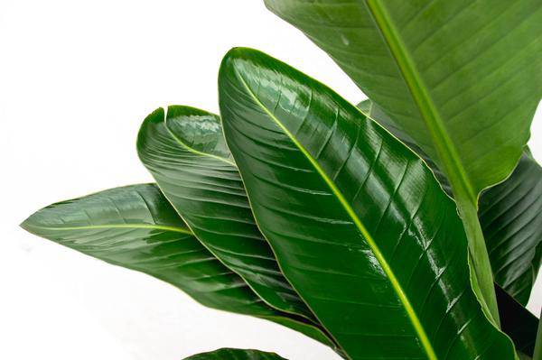 Strelitzia Nicolai – Baumstrelitzie – Zimmerpflanze 250cm – Ø40cm – Weißer Paradiesvogel mit großen grünen Blättern – Plant