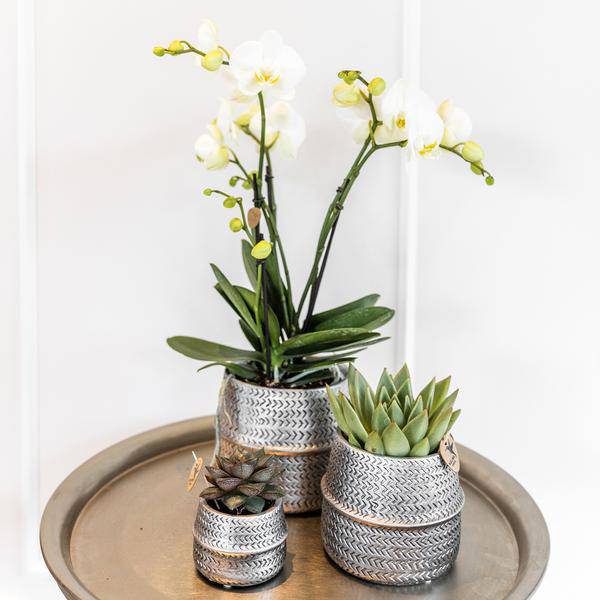 Orchideen – Set mit weißer Phalaenopsis Amabilis Ø9cm & Sukkulente Crassula Ovata Ø6cm – In silber – goldenen Keramiktöpfen – Geschenkidee – Plant