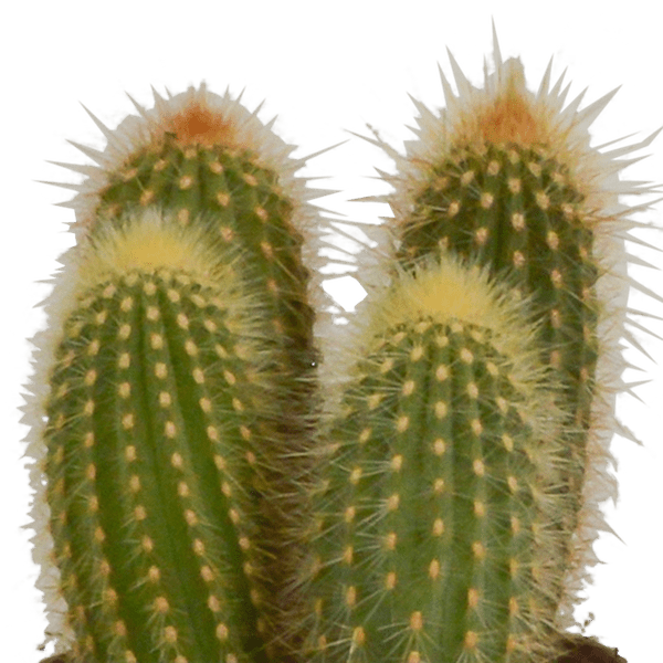 Kakteen Mix 3 Pflanzen Ø10,5cm – pflegeleichtes Pflanzen Set für Urban Jungle, Fensterbank, Wohnzimmer & Büro – Plant