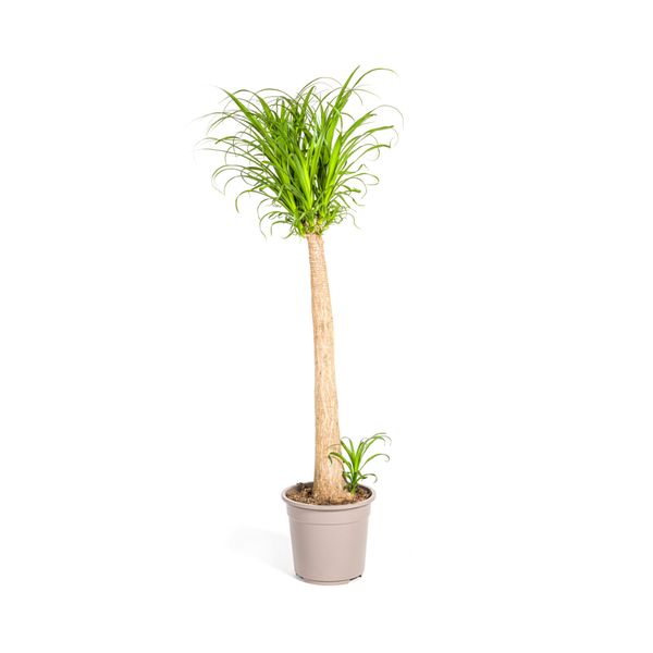 Beaucarnea Recurvata – Elefantenfuß – Zimmerpflanze – Ø27cm – ↕120cm – Pflegeleichte Sukkulente mit markantem Stamm – Luftreinigende Pflanze für Zuhause & Büro – Plant