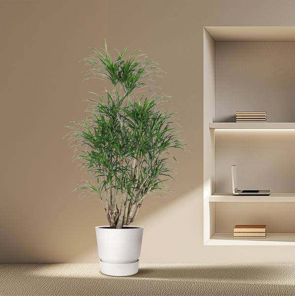 Drachenbaum Zimmerpflanze Ø31cm ↕140cm – pflegeleichte Grünpflanze für Wohnzimmer, Büro & helle Standorte kaufen – Plant