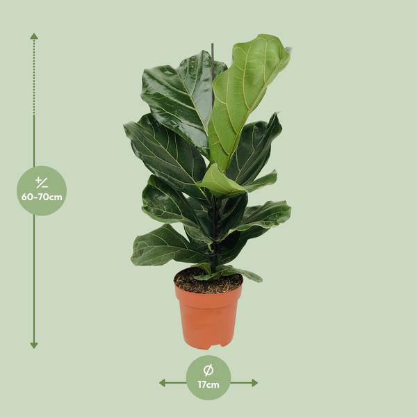 Geigen – Feige (Ficus lyrata) Zimmerpflanze Ø17cm ↕75cm – pflegeleichte Grünpflanze für Wohnzimmer, Büro & helle Standorte kaufen – Plant