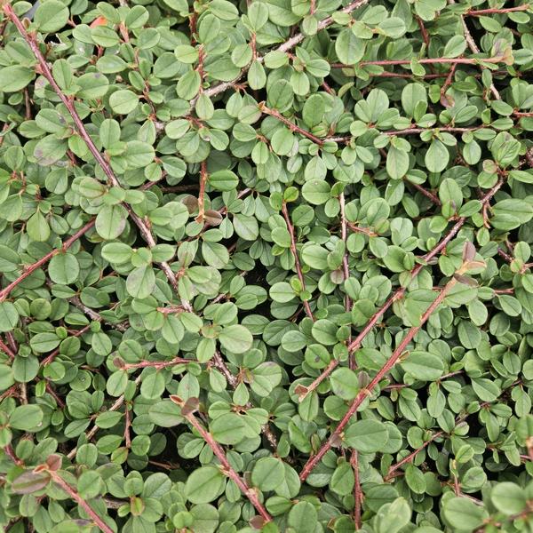 Teppichmispel Cotoneaster prostratus 'Königin der Teppiche' – ↕10-25cm – Ø9cm – Robuster Bodendecker – Weiße Blüten & rote Beeren – Plant