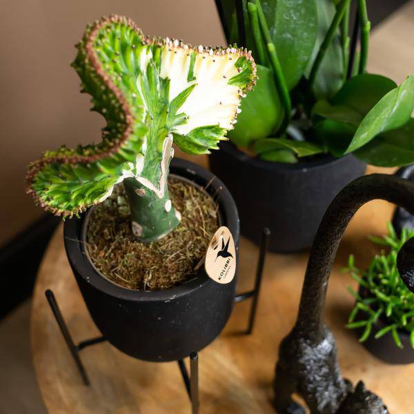 Pflanzenständer Metall Schwarz – Ø12cm – Höhenverstellbarer Pflanzenfuß 18,5cm – Deko – Halter für Zimmerpflanzen – Stilvolle Pflanzen – Erhöhung – Plant